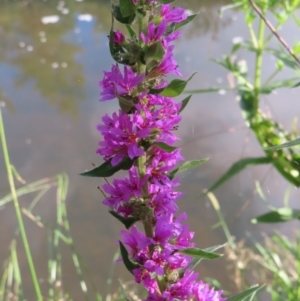 Lythrum salicaria at Greenway, ACT - 14 Jan 2023