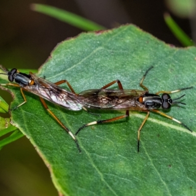 Evansomyia sp. (genus) (Stiletto fly) at Penrose, NSW - 11 Jan 2023 by Aussiegall