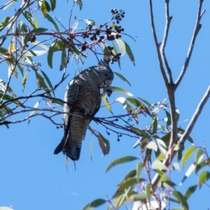 Callocephalon fimbriatum at Wingello, NSW - 9 Jan 2023