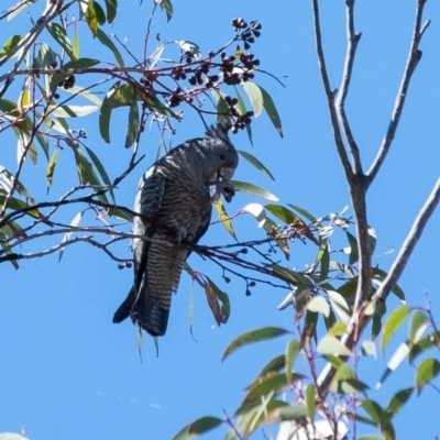 Callocephalon fimbriatum (Gang-gang Cockatoo) at Wingello, NSW - 8 Jan 2023 by Aussiegall