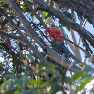 Callocephalon fimbriatum (Gang-gang Cockatoo) at Wingello - 9 Jan 2023 by Aussiegall