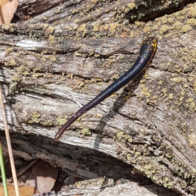 Hirudinidae sp. (family) (A Striped Leech) at Penrose, NSW - 12 Jan 2023 by Aussiegall