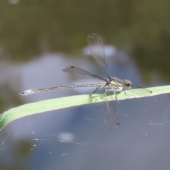 Austroargiolestes icteromelas (Common Flatwing) at Greenway, ACT - 14 Jan 2023 by MatthewFrawley