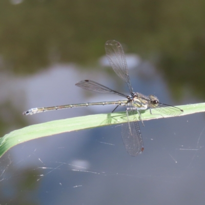 Austroargiolestes icteromelas (Common Flatwing) at CTT100: Lower Tuggeranong Ck - 13 Jan 2023 by MatthewFrawley