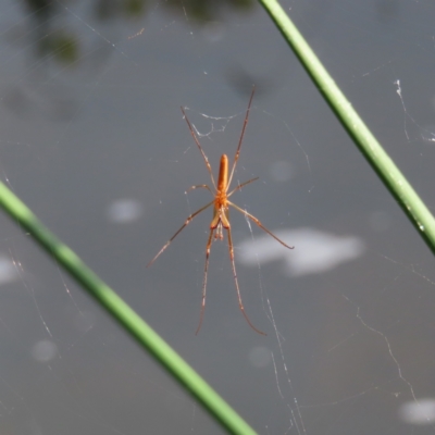 Tetragnatha sp. (genus) (Long-jawed spider) at Greenway, ACT - 13 Jan 2023 by MatthewFrawley