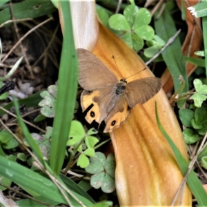 Hypocysta metirius at Jerrara, NSW - 14 Jan 2023