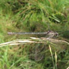 Austroargiolestes icteromelas (Common Flatwing) at CTT100: Lower Tuggeranong Ck - 13 Jan 2023 by MatthewFrawley