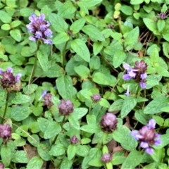 Prunella vulgaris (Self-heal, Heal All) at Jerrara, NSW - 14 Jan 2023 by plants