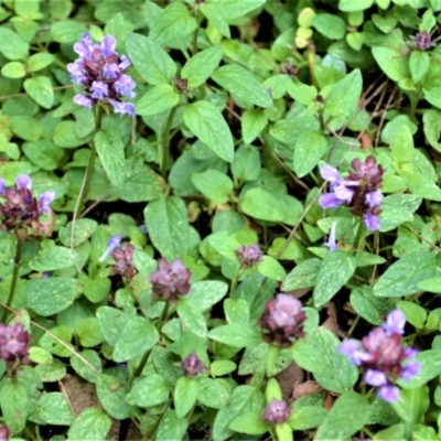 Prunella vulgaris (Self-heal, Heal All) at Jerrara, NSW - 14 Jan 2023 by plants