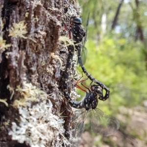 Austroaeschna obscura at Penrose, NSW - suppressed