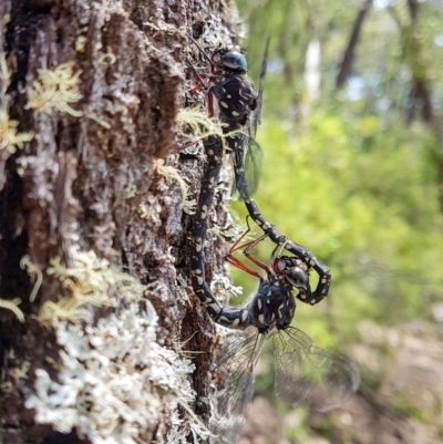 Austroaeschna obscura (Sydney Mountain Darner) at Penrose, NSW - 12 Jan 2023 by Aussiegall