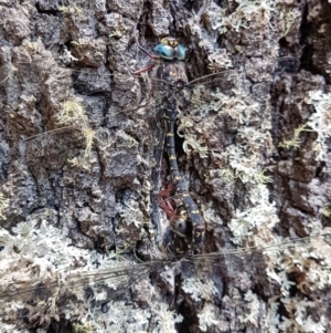 Austroaeschna obscura at Penrose, NSW - suppressed