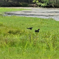 Porphyrio melanotus (Australasian Swamphen) at Jerrara, NSW - 14 Jan 2023 by plants