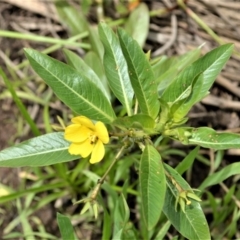 Ludwigia peploides subsp. montevidensis (Water Primrose) at Jerrara, NSW - 14 Jan 2023 by plants