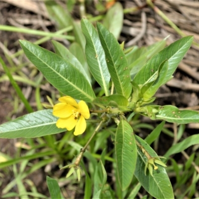 Ludwigia peploides subsp. montevidensis (Water Primrose) at Jerrara, NSW - 14 Jan 2023 by plants