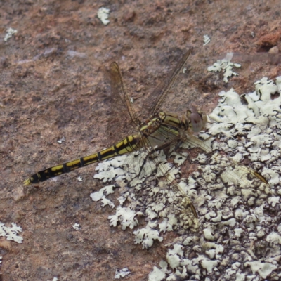 Orthetrum caledonicum (Blue Skimmer) at Greenway, ACT - 14 Jan 2023 by MatthewFrawley