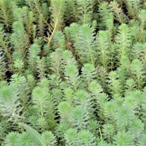 Myriophyllum aquaticum at Jerrara, NSW - 14 Jan 2023