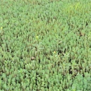 Myriophyllum aquaticum at Jerrara, NSW - 14 Jan 2023