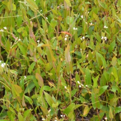 Persicaria strigosa (Spotted Knotweed) at Jerrara, NSW - 14 Jan 2023 by plants