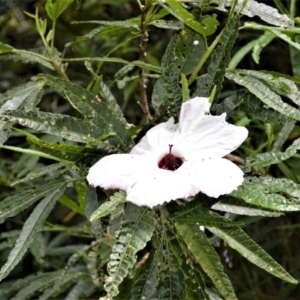 Hibiscus heterophyllus at Jerrara, NSW - 14 Jan 2023 03:18 PM