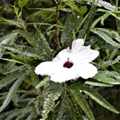 Hibiscus heterophyllus (Wild Rosella) at Jerrara, NSW - 14 Jan 2023 by plants