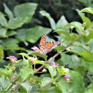 Danaus plexippus at Jerrara, NSW - 14 Jan 2023 03:21 PM