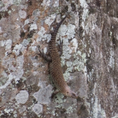 Egernia cunninghami (Cunningham's Skink) at Greenway, ACT - 14 Jan 2023 by MatthewFrawley