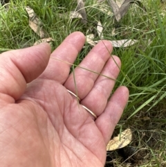Microlaena stipoides (Weeping Grass) at Aranda, ACT - 14 Jan 2023 by lbradley