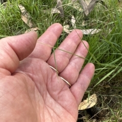 Microlaena stipoides (Weeping Grass) at Molonglo Valley, ACT - 14 Jan 2023 by lbradley