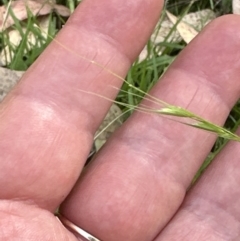 Microlaena stipoides at Aranda, ACT - 14 Jan 2023 03:26 PM