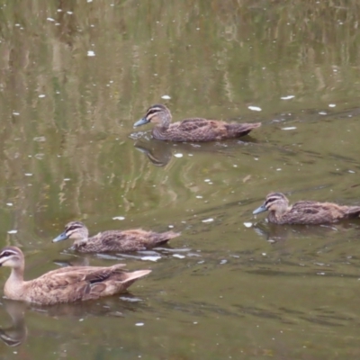 Anas superciliosa (Pacific Black Duck) at Greenway, ACT - 14 Jan 2023 by MatthewFrawley