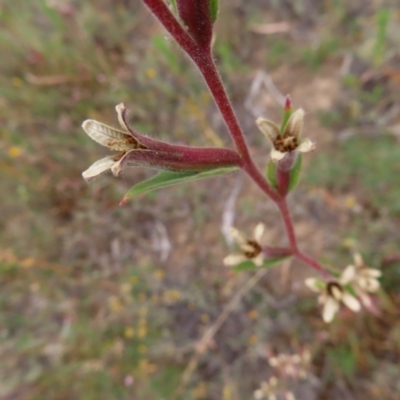 Oenothera stricta subsp. stricta (Common Evening Primrose) at Greenway, ACT - 14 Jan 2023 by MatthewFrawley