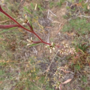 Oenothera stricta subsp. stricta at Greenway, ACT - 14 Jan 2023