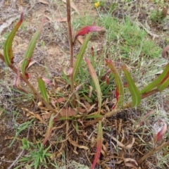 Oenothera stricta subsp. stricta at Greenway, ACT - 14 Jan 2023