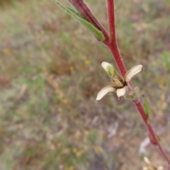 Oenothera stricta subsp. stricta at Greenway, ACT - 14 Jan 2023 08:54 AM