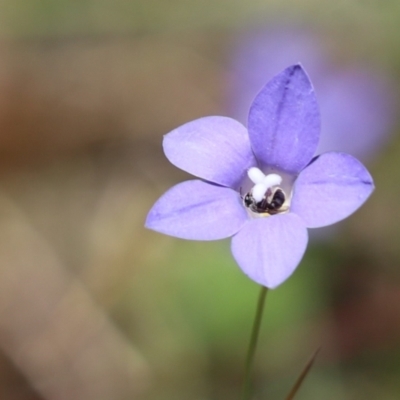 Lasioglossum (Chilalictus) sp. (genus & subgenus) (Halictid bee) at Cook, ACT - 15 Dec 2022 by Tammy