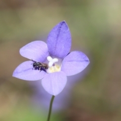 Lasioglossum (Chilalictus) sp. (genus & subgenus) at Cook, ACT - 15 Dec 2022 12:59 PM