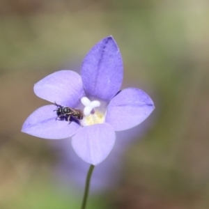 Lasioglossum (Chilalictus) sp. (genus & subgenus) at Cook, ACT - 15 Dec 2022 12:59 PM