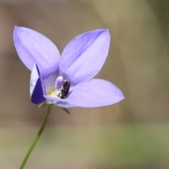 Lasioglossum (Chilalictus) sp. (genus & subgenus) at Cook, ACT - 15 Dec 2022 12:59 PM