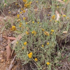 Chrysocephalum apiculatum (Common Everlasting) at Greenway, ACT - 14 Jan 2023 by MatthewFrawley