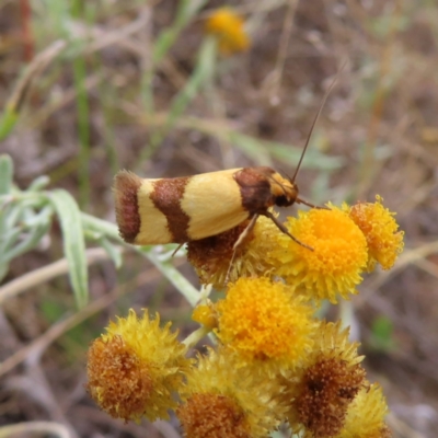 Chrysonoma fascialis (A Concealer moth (Wingia group) at Greenway, ACT - 14 Jan 2023 by MatthewFrawley