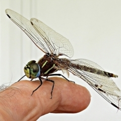 Adversaeschna brevistyla (Blue-spotted Hawker) at Crooked Corner, NSW - 14 Jan 2023 by Milly