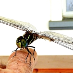 Adversaeschna brevistyla at Crooked Corner, NSW - 14 Jan 2023