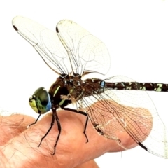 Adversaeschna brevistyla at Crooked Corner, NSW - 14 Jan 2023