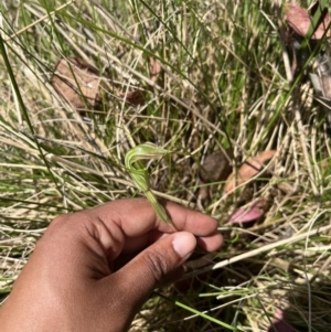 Diplodium decurvum at Cotter River, ACT - 13 Jan 2023