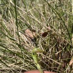 Diplodium decurvum at Cotter River, ACT - 13 Jan 2023