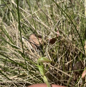 Diplodium decurvum at Cotter River, ACT - 13 Jan 2023