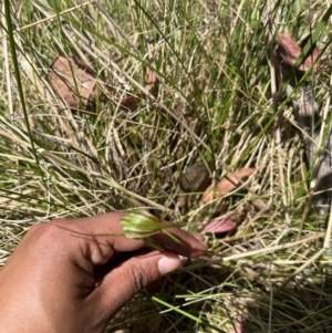 Diplodium decurvum at Cotter River, ACT - 13 Jan 2023