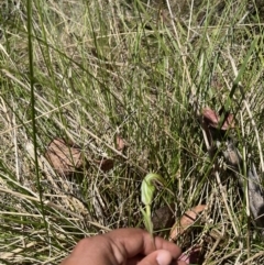 Diplodium decurvum at Cotter River, ACT - 13 Jan 2023