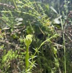 Pterostylis monticola (Large Mountain Greenhood) at Cotter River, ACT - 12 Jan 2023 by chromo